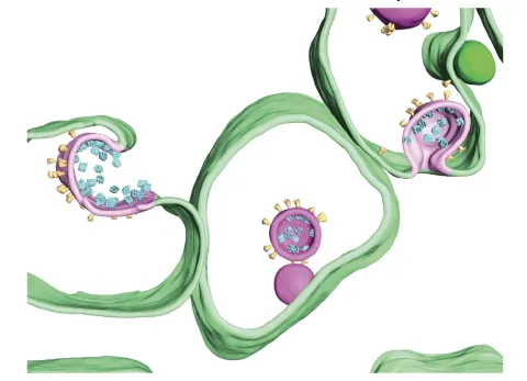 SARS-CoV-2 assembly (Klein S et al, Nat. Commun. 2020)